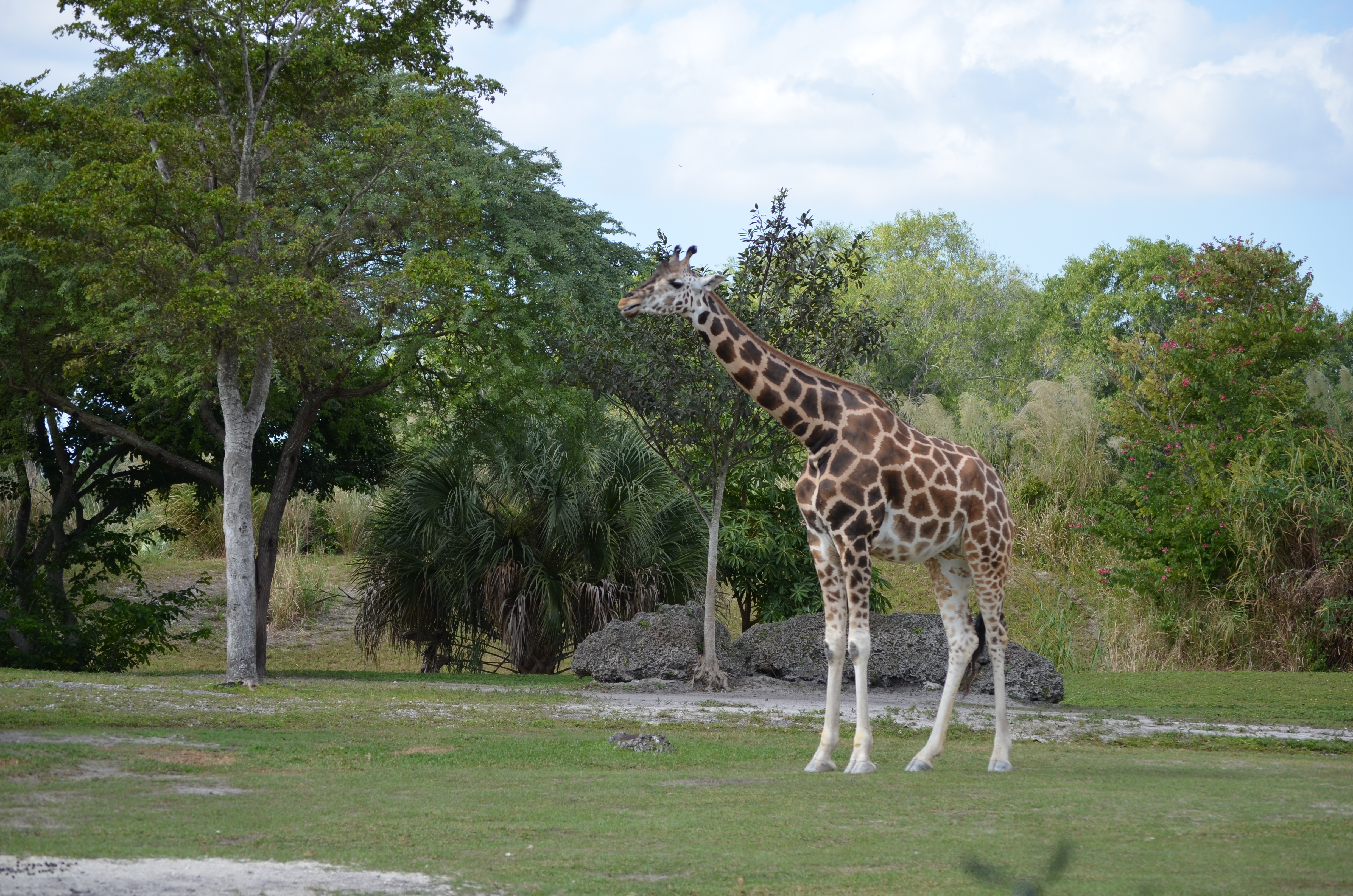 ./2014/Zoo Miami/DSC_7876.JPG